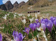 72 Crocus bianchi e violetti